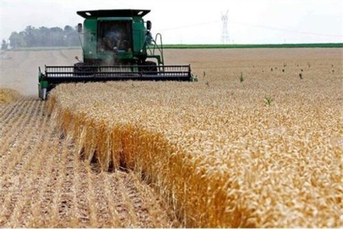 قیمت جدید گندم کی اعلام می‌شود ؟