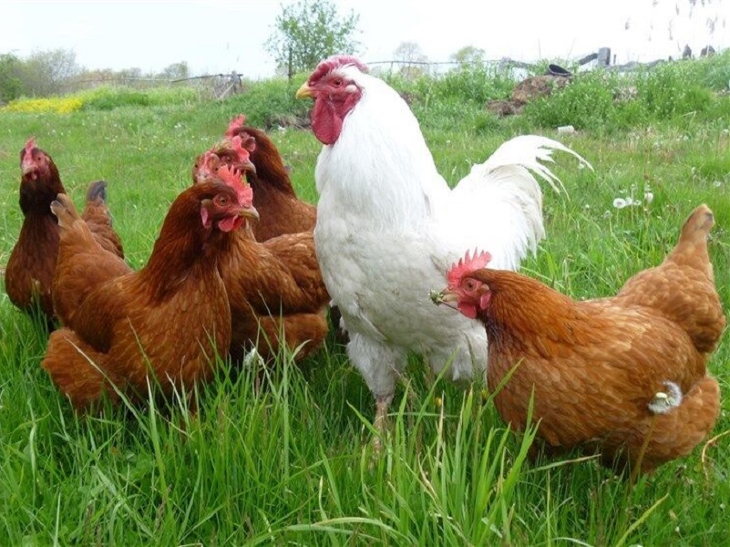نکات جالب برای پرورش مرغ محلی در خانه ، باغ شهری و باغچه