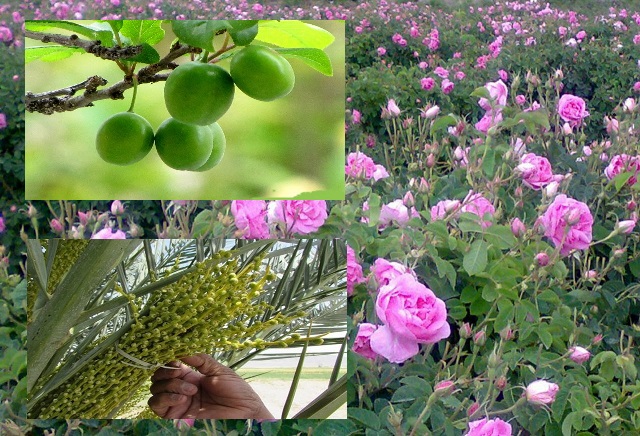 آغاز گرده افشانی نخیلات گراش ، برداشت گل محمدی دیم داراب و گوجه سبز نوبرانه در فارس