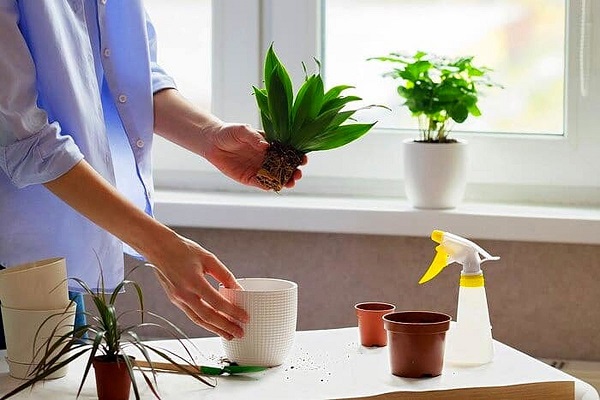 این ۸ گیاه آپارتمانی را هیچ وقت جابجا نکنید