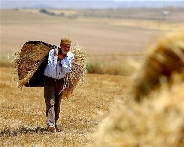 نرخ مورد نظر کشاورزان برای گندم تضمینی سال ۱۴۰۲ چقدر است؟