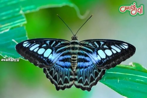 15 تا از زیباترین پروانه های جهان که از دیدن شان سیر نمی شوید+15 of the most beautiful butterflies in the world that you can't get enough of seeing