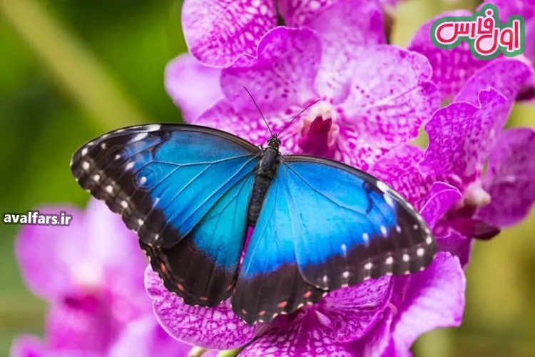 ببینید| عکس ۱۵ تا از زیباترین پروانه ها که حتما حالتون را خوش می کنه !