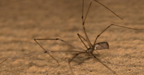 Cure All Pest Control Are Daddy Long Legs Spiders The Most Venomous Spider