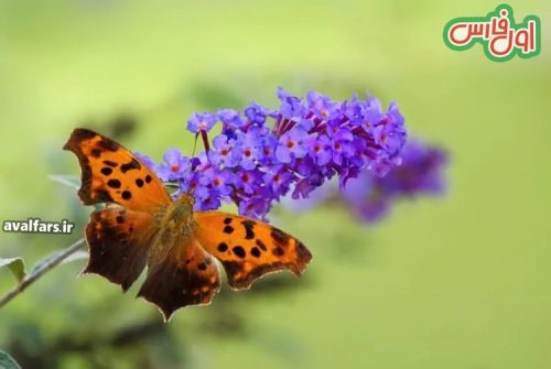 15 تا از زیباترین پروانه های جهان که از دیدن شان سیر نمی شوید+15 of the most beautiful butterflies in the world that you can't get enough of seeing