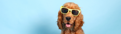 سگ با عینک آفتابی