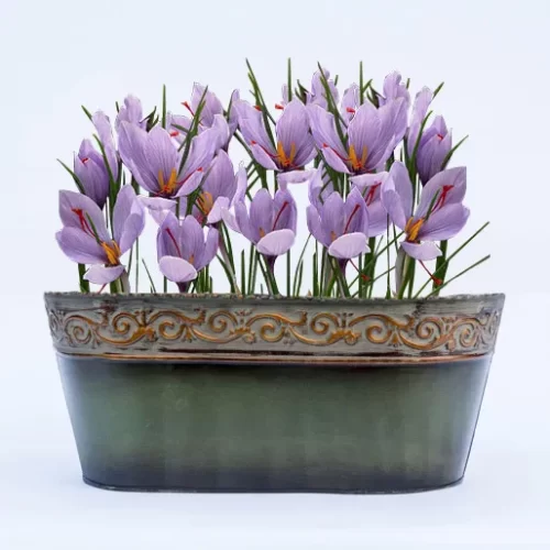 crocus sativus saffron crocus purple
