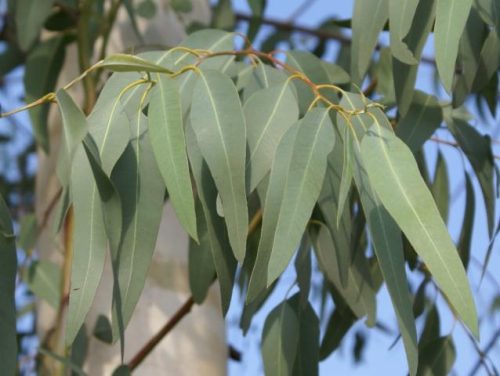 eucalyptus 150 p