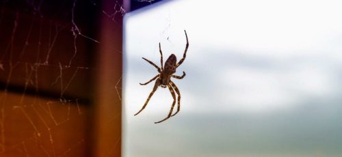 ۱۸ روش طبیعی برای دور نگه داشتن عنکبوت ها از خانه