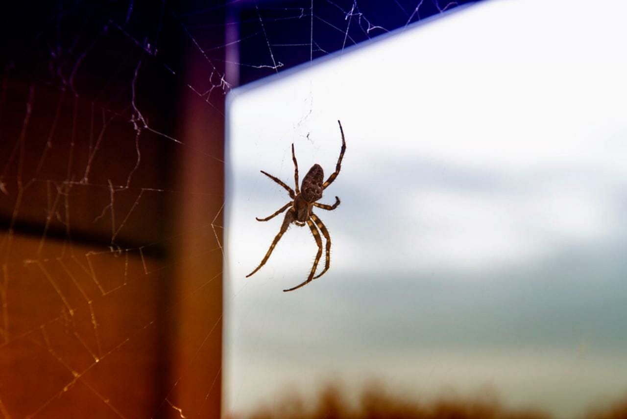 ۱۸ روش طبیعی برای دور نگه داشتن عنکبوت ها از خانه