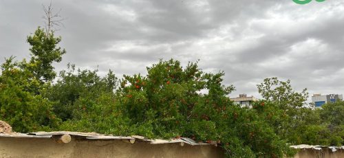 طبیعت رویایی باغ عفیف آباد شیراز ، آخرین روز اردیبهشت