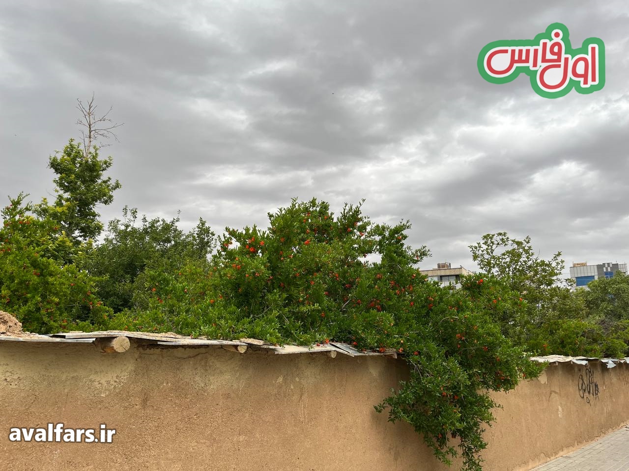 طبیعت رویایی باغ عفیف آباد شیراز ، آخرین روز اردیبهشت