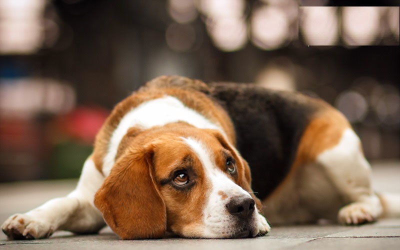 تست بینایی؛ کدام سگ غمگین با بقیه متفاوت است ؟ پیدا کنید (+ پاسخ)