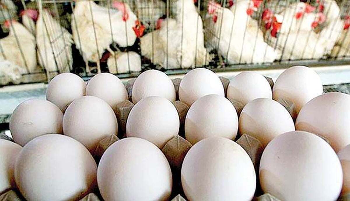 جمهوری اسلامی : « شرم‌آور است که مسئولان برای تأمین مرغ و تخم ‌مرغ گرفتار اما و اگر هستند»