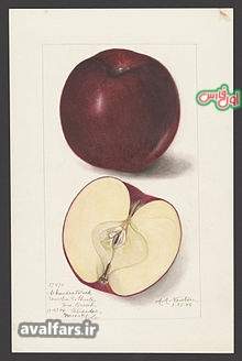 میوه سیب سیاه آرکانزاس 10