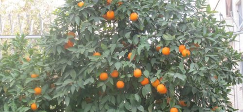 قطع درختان نارنج کهنسال برای ایجاد بازارچه در مرکز آموزش میراث فرهنگی فارس+سند