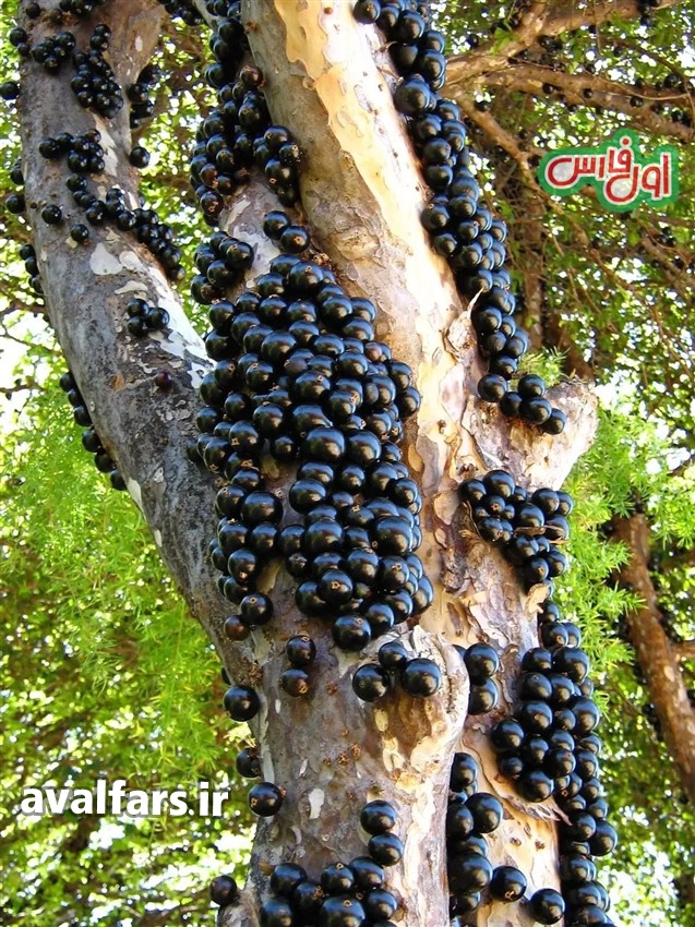 « جابوتیکابا » درختی زیبا که روی تنه اش میوه انگور می روید(+عکس)