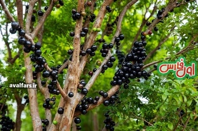 « ژابوتیکابا » درختی زیبا که روی تنه اش انگور « ضد پیری » می روید(+عکس)