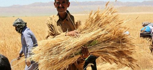 واکنش سازمان برنامه به تاخیر در پرداخت مطالبات گندمکاران:گندم را می‌توان ۱۱ هزار تومان وارد کنیم