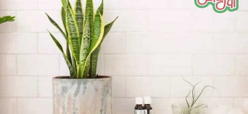 ۱۰ گیاه زینتی که عاشق زندگی در حمام خانه هستند