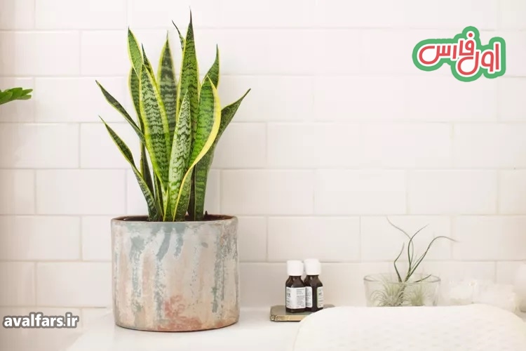 ۱۰ گیاه زینتی که عاشق زندگی در حمام خانه هستند