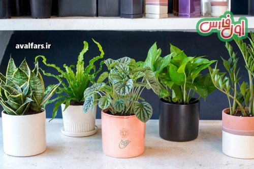 9 Essential Tips for Keeping Your Houseplants Healthy