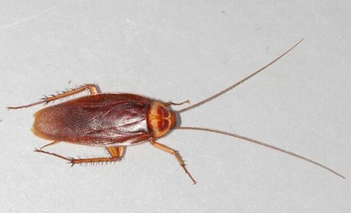 american cockroach 1 1