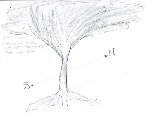 tree diagram with more canopy on the north side in southern hemisphere 768x607 1