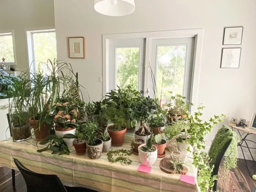 watering plants while away prepping