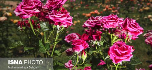 رُز گاردن «ارم» زیباترین باغ ایران در شیراز (+تصاویر)