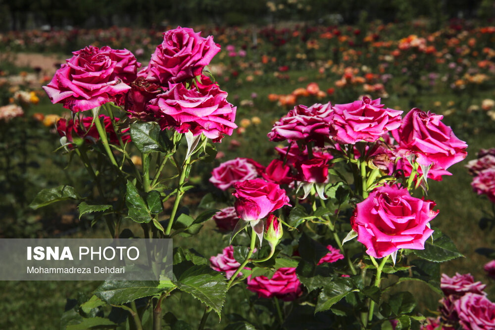 رُز گاردن «ارم» زیباترین باغ ایران در شیراز (+تصاویر)