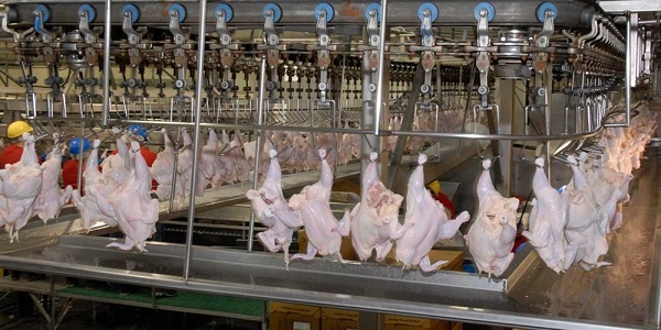 جریمه ۳۱ میلیاردی برای کشتارگاهی که کارش توزیع مرغ فاسد بود !