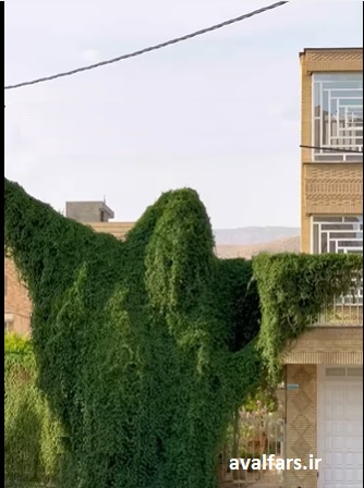  تصاویری از درخت غول زیبا در یکی از مناطق شیراز