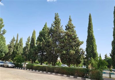اعتراض شهروندان به حذف ۸۰۰ درخت در بلوار رحمت توسط شهرداری شیراز