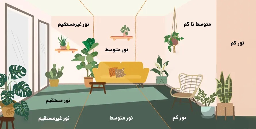۱۴ گیاه آپارتمانی که عاشق پنجره خانه شما هستند