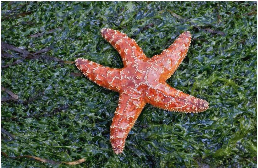 ۹ حقیقت جالب در مورد ستاره دریایی که ممکن است ندانید