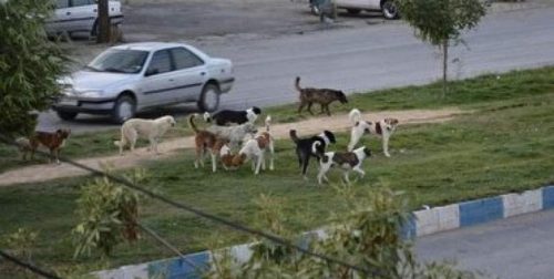 سگ ولگرد در شیراز 2