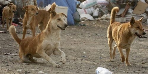 سگ ولگرد در شیراز 4
