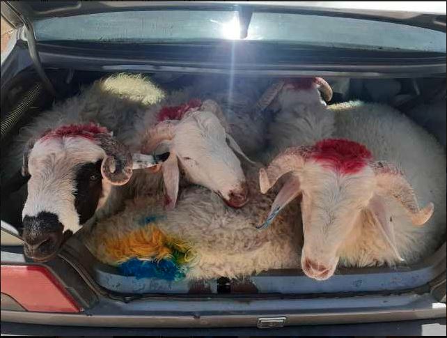 گوسفندان شوتی سوار در فارس همیشه به مقصد نمیرسند