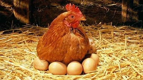 مرغ + تخم مرغ+ طرز پخت + غذا+غذای حاضری