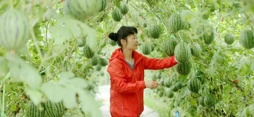 برداشت سیب زمینی فضایی ، جنگلهای دفاعی “سه شمال”  و هندوانه هوایی در چین (+عکس)
