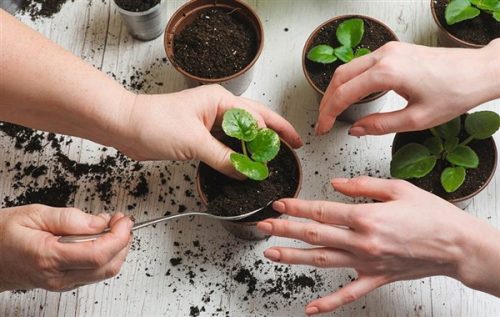 آموزش باغبانی | ۷ دلیل که باعث توقف رشد گیاه آپارتمانی می‌شود