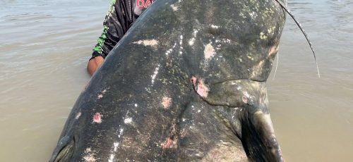 صید گربه ماهی غول پیکر در طولانی ترین رودخانه ایتالیا+عکس