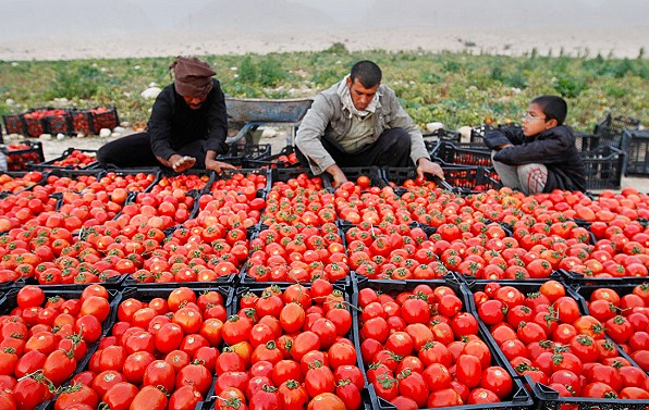 آغاز حراج دسترنج گوجه‌کاران استان فارس توسط دلالان  با تعطیلی صادرات و بسته شدن مرزها