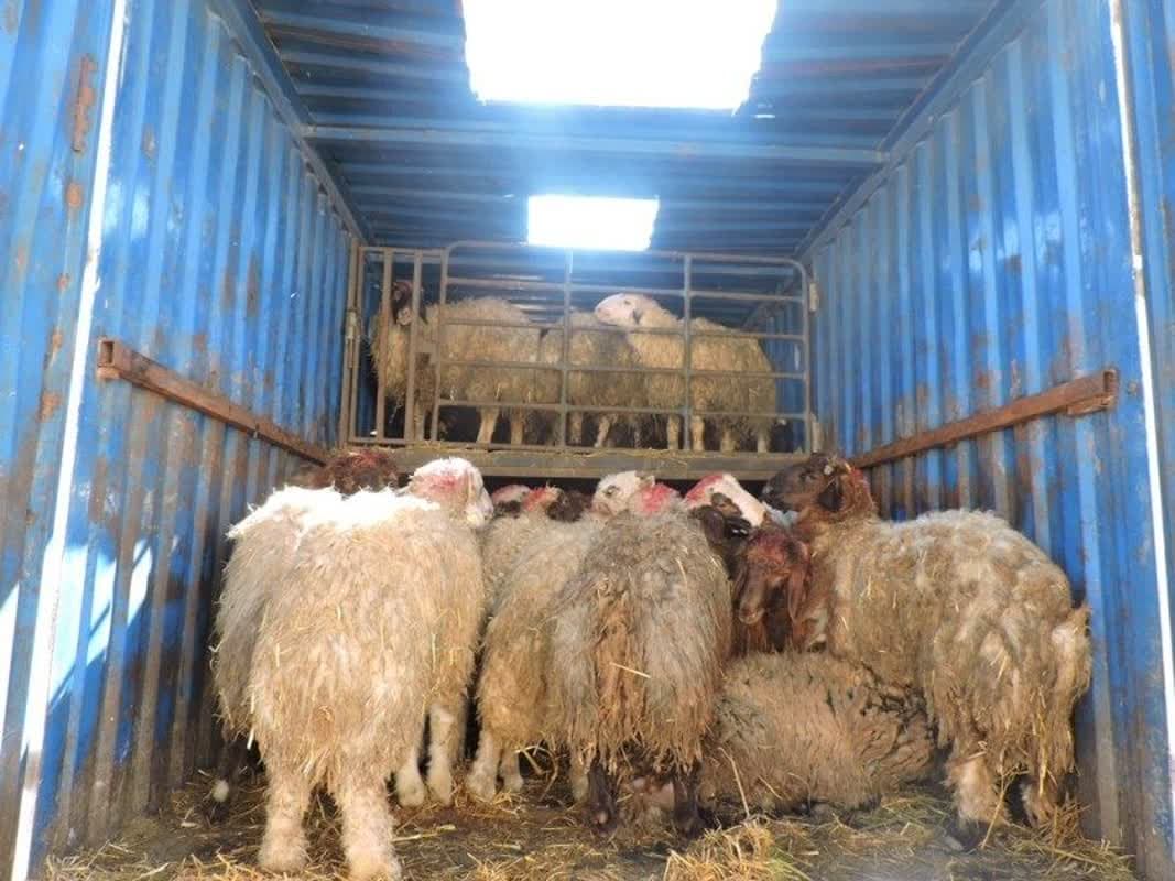 بازداشت راننده کامیونی که ۵۰ گوسفند بارش بود