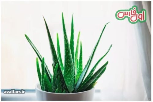 14 گیاه آپارتمانی که عاشق پنجره خانه شما هستند
