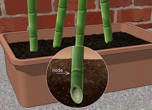 (تصاویر) چگونه بامبو را قلمه بزنیم؟ / ۳ روش آسان برای تکثیر بامبو؛ گیاهی که نماد خوش‌یمنی است