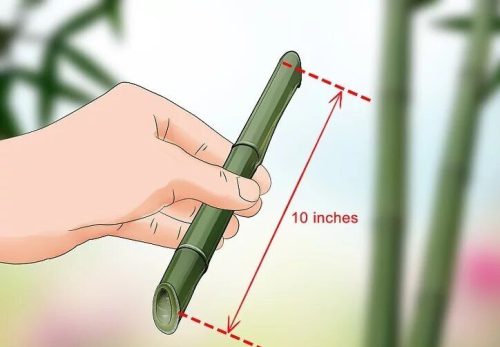 (تصاویر) چگونه بامبو را قلمه بزنیم؟ / ۳ روش آسان برای تکثیر بامبو؛ گیاهی که نماد خوش‌یمنی است