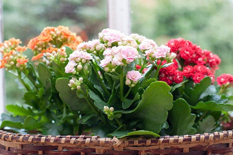 ۱۰ گیاه مقاوم ، گلدار و زیبا برای پرورش در آپارتمان