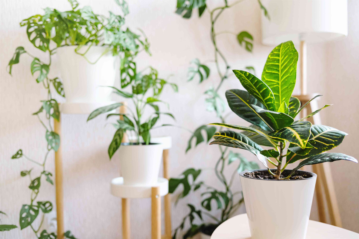 چند راه حل برای تقویت و ماندگاری گیاهان آپارتمانی